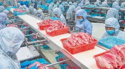 大连海产品加工厂车间使用冠航不锈钢手动液压搬运车搬运物料